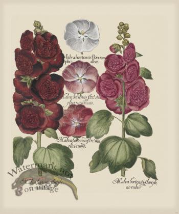 Besler 223 Colored  B2